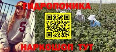 мет Кингисепп